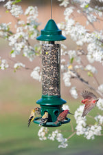 Squirrel Buster Plus - Brome