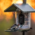 FeatherSnap Scout Smart Camera Bird Feeder - Better than Bird Buddy