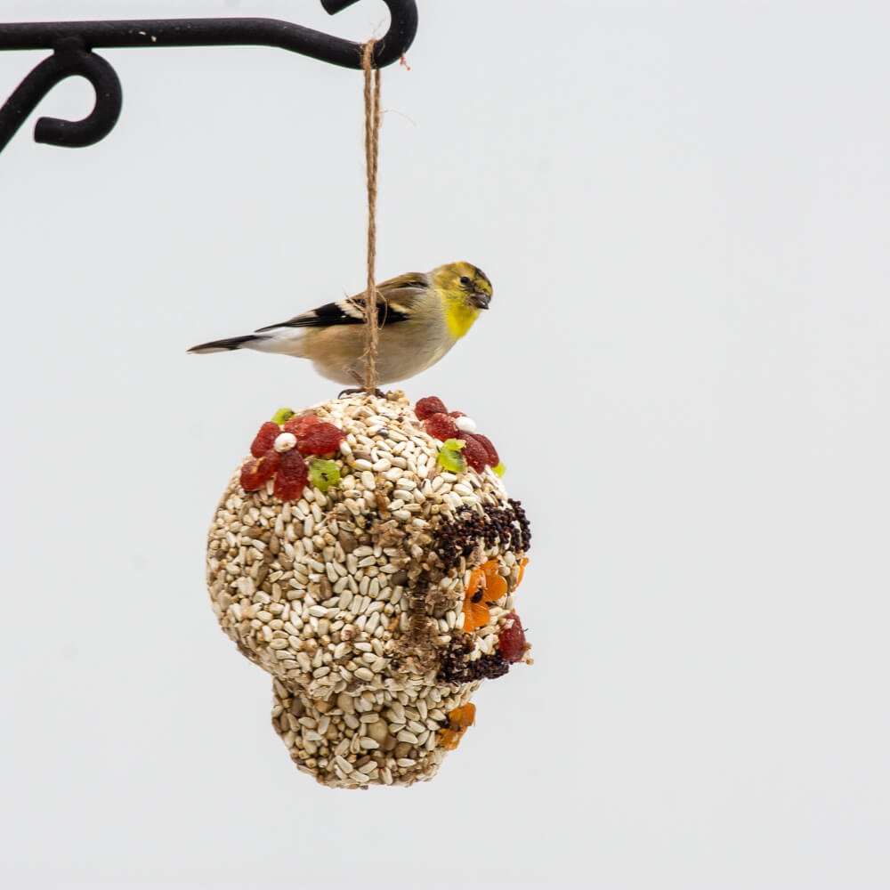 Seed Skulls - Mr. Bird