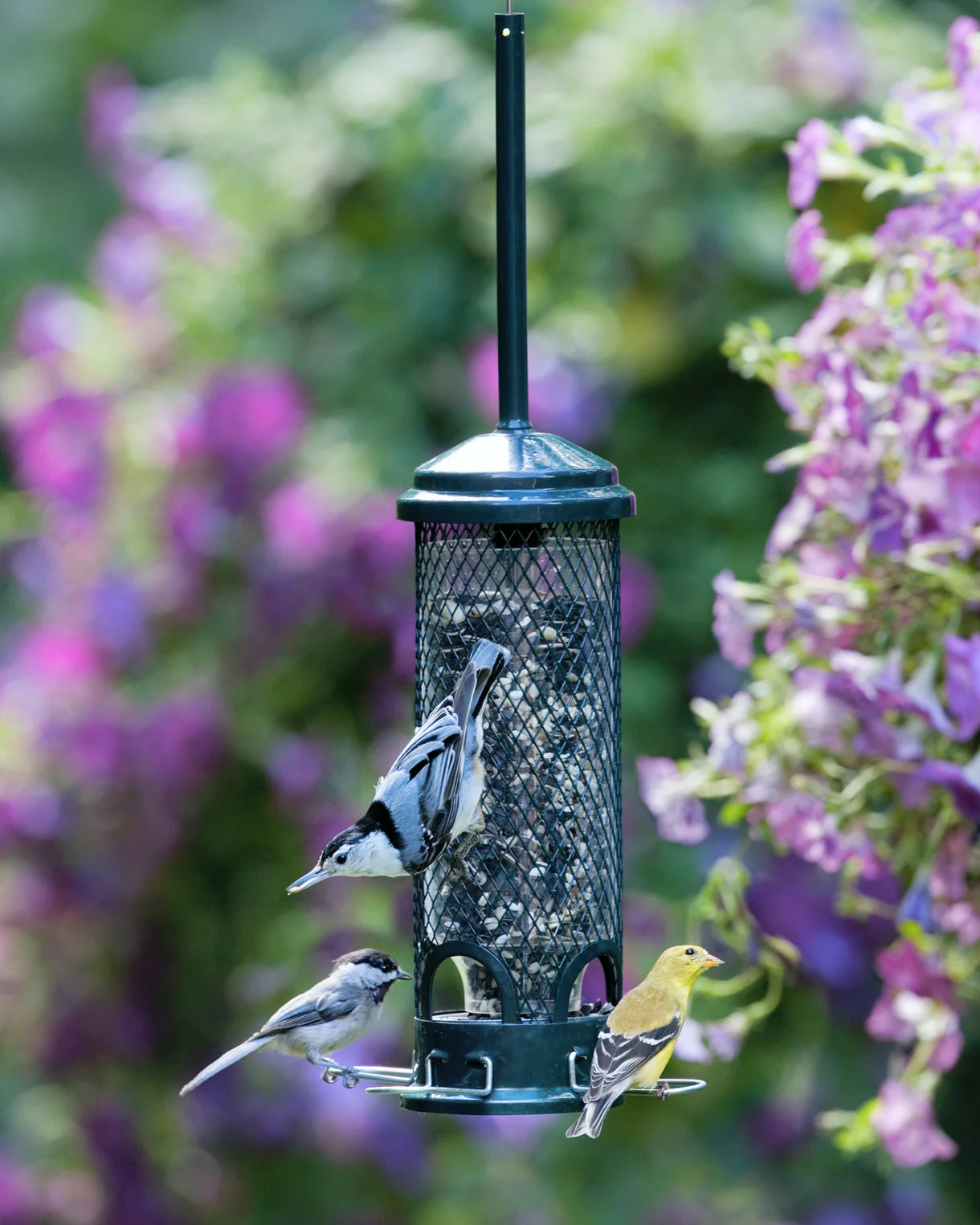 Brome Squirrel Buster Mini
