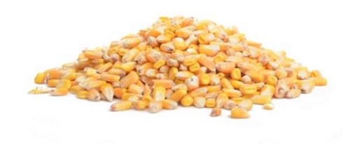 Whole Corn 50 lbs