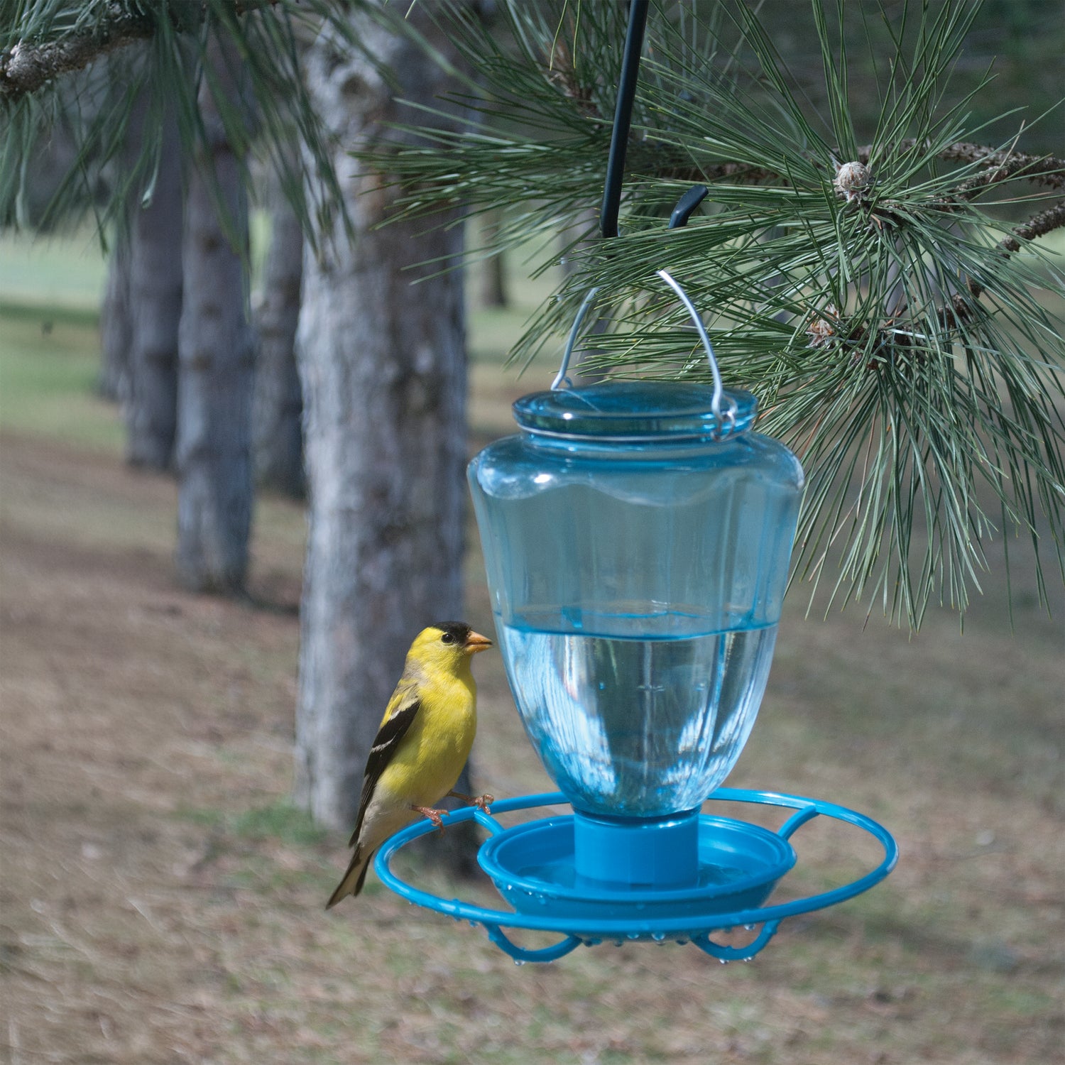 Woodlink Audubon 32 oz Glass Water Feeder (Item 23890/NAW32GL)