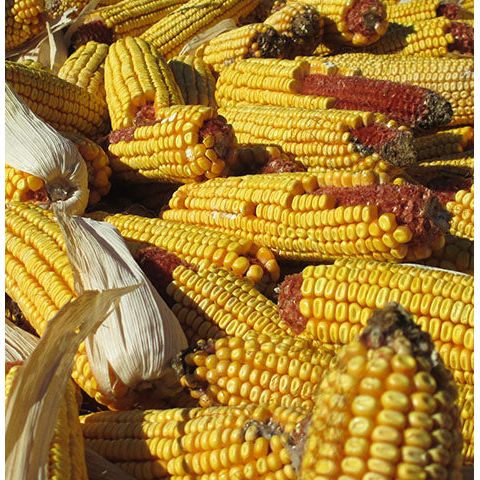 35 Lbs. Bagged Ear Corn – Premium Wildlife Feed