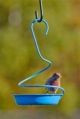 Metal Spiral Mealworm Feeder - Woodlink