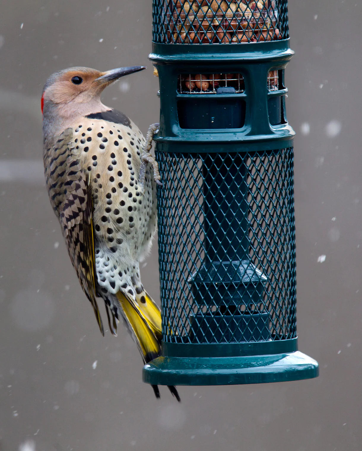 Squirrel Buster Nut Feeder - Brome Bird Care