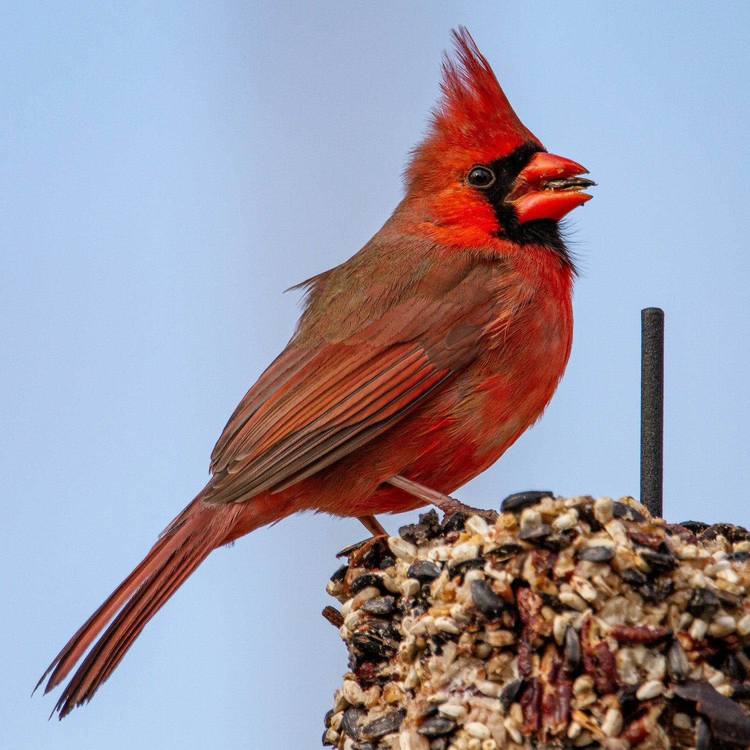 Backyard Birds Michigan Bird Seed, Bird Feeders & Garden Store
